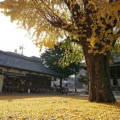 京都の本山佛光寺の境内の D&DEPARTMENT KYOTO様